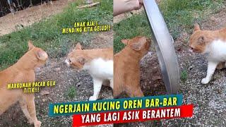 GEMES BANGET! Gara-gara Rebutan Pacar, Dua Kucing Oren Bar-bar Berantem! Endingnya Bikin Ngakak!!
