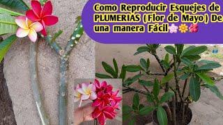 Reproduciendo Esquejes de PLUMERIAS (Flor De Mayo)