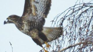 Sparrowhawk Hunting for its Prey