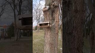 Beautiful Bird Feeder Respect #shorts #short #asmrwalk #relaxion #respect #asmrwalking  #winter