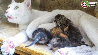 The Mother Cat is Worried because she gave birth to 4 kittens in a cardboard box. Kitten Rescue