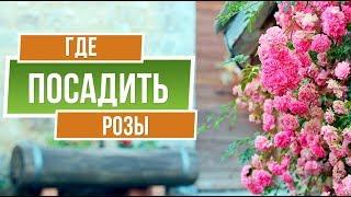 Где посадить розы  Советы от garden zoo