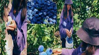 Harvesting Blueberries Sa Australia