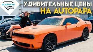 Удивительные цены на авто в Грузии. Обзор цен авто на рынке Autopapa