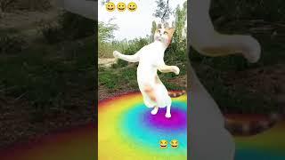 Bhangra pe cats ne Kiya lajawab dance #shorts #catsdance #viralvideo