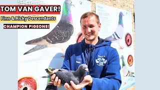 Top Racing Pigeons from Tom Van Gaver’s Loft – Iconic Bloodlines!