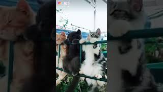 Котики у нас во дворе