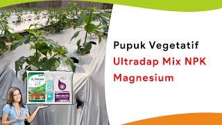 Pupuk NPK Campur Ultradap dan Magnesium, Tanaman Sehat, Kuat dan Rimbun Fase Vegetatif