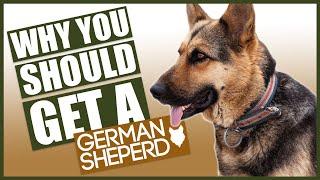 GERMAN SHEPHERD! 5 Reasons Why YOU SHOULD GET a German Shepherd!