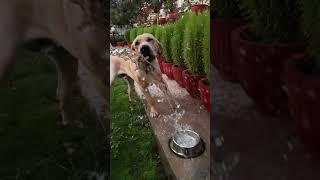 Tiger enjoying cold water on a hot day