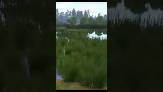 Carp fishing in the lakeCatching carp with boilies Russian fishing 4 #shorts #fishing #gaming