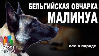 Бельгийская овчарка Малинуа  - Все о породе собаки | Собака породы - Бельгийская овчарка Малинуа