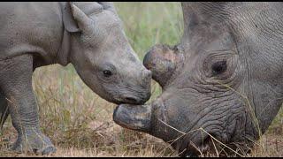 Discover The Rhino And Elephant Conservation Project! | The Great Projects