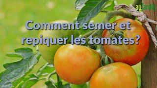 Comment SEMER et REPIQUER les TOMATES ?