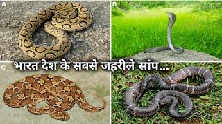 भारत देश के 4 सबसे ज्यादा जहरीले सांप, इतना गुस्से वाला सांप Most 4 venomous snake in India