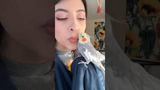 Even the Grumpiest of Birds start singing after a kiss #bird #parrot #cockatiel