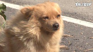 쌉T도 눈물 없이 볼 수 없는 동물들의 감동 스토리 모아보기|Heartwarming Animal Stories You Can’t Watch Without Tears