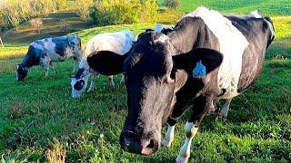 Milking Cows In The Fall On A Small Wisconsin Dairy Farm!