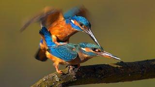 Mating birds – Common kingfisher (Alcedo atthis)