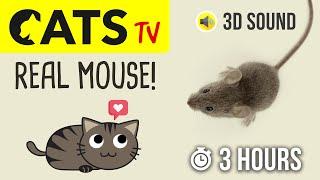 CATS TV - Catching REAL Mouse  HD - 3 HOURS (Game for cats to watch)