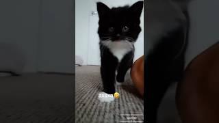 Походка кицяграція️  #гумор #cat #kitten