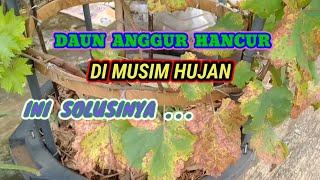 MASALAH & SOLUSI DAUN ANGGUR MENGUNING DI MUSIM HUJAN