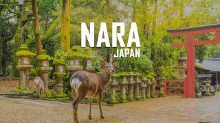 Nara Japan: 9 Best Things To Do In Nara Japan