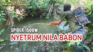 NYETRUM IKAN MUJAIR NILA DAPAT BABON PAKAI SPIDER 1500W