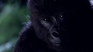 Mighty Joe Young (1998) Scene: Ruth's death/'Windsong'