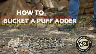 How To - Bucket a Puff Adder