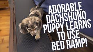 Dachshund Puppy Learns How to Use Bed Ramp On Her First Day!