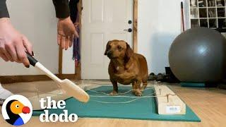 Foster Mom Teaches Dachshund How To Walk Again | The Dodo