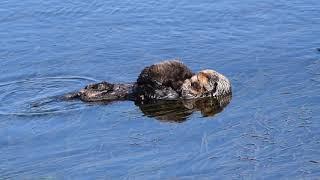 Baby Sea Otter Hugs