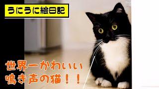 鳴き声も超かわいい猫　This cat has the cutest meow in the world.