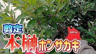 【植木】本榊の剪定【やきち流】