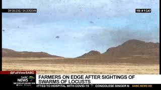 Northern Cape farmers on edge as swarms of locusts spotted