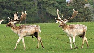 FALLOW DEER Size Each Other Up - Parallel Walking