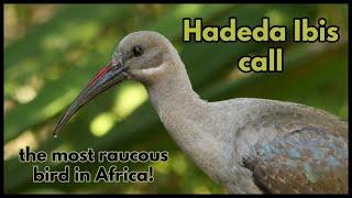 Hadeda Ibis call, the most raucous bird in Africa!