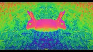 Jennasen - Scared Rabbit [Visualizer]