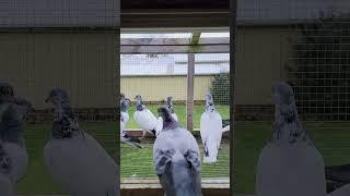 Budapest Highflyer | Racing Pigeon | Homer | Kabutar