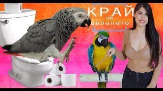  КАК ДА НАУЧИМ ПАПАГАЛ ДА АКА НА КОНКРЕТНО МЯСТO?!/Дресиране/POTTY TRAIN PARROT!