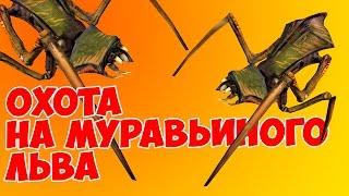 Охота на муравьиного льва / Hunting for an ant lion