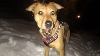 Excited Dog Sees Snow for the First Time  Try Not To Laugh!