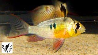 Bolivian Rams. Colorful, Peaceful, Small...ideal cichlid for community aquariums