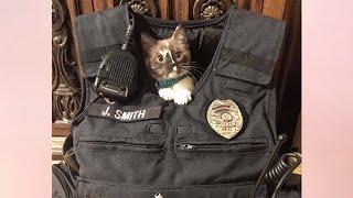 Highway Kitten is Rescued by Cop and Finds Her Forever Home! - Pickler & Ben