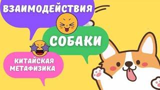 Все взаимодействия земной ветви Собака с другими зверьками в карте бацзы. Столкновения, вред, пробой