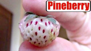 Pineberry Review - Weird Fruit Explorer Ep 182