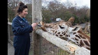 Keeper for a Day Experience at ZSL London Zoo