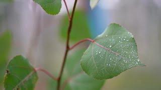 Pando's voice: Unveiling the acoustic wonders of Southern Utah's most famous tree