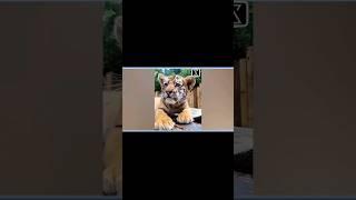 Baby vs Soldier Animals__Transforma #short#shorts#animals #viral#shortsfeed#foryou#trending#edit